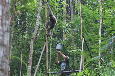 WILDLIFE CONSERVATION | An Indonesian woman bonds with endangered ...