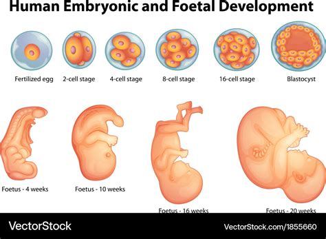 Stages in human embryonic development Royalty Free Vector