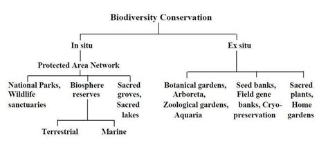 In situ Definition and Examples - Biology Online Dictionary