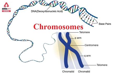 How Many Chromosomes in Human Body