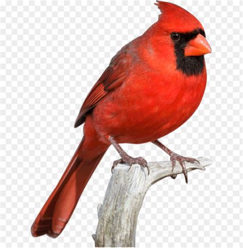 Cardinal Bird Png Svg Free Download - Red Cardinal Transparent PNG ...