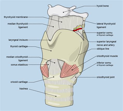 Cricoid Cartilage - Structure, Location, Functions, Diagram