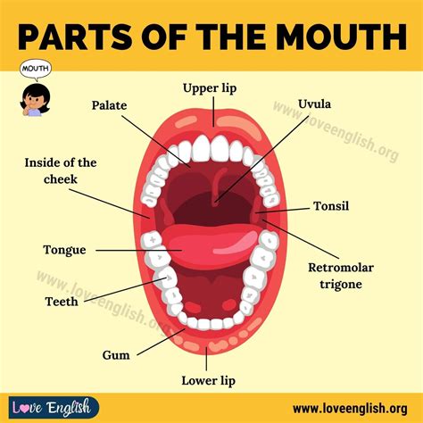 Parts Of The Mouth Diagram