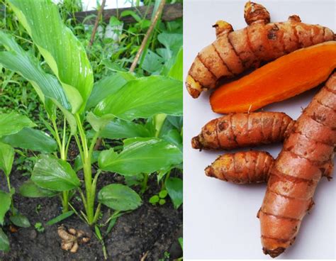 Etnobotani : Pemanfaatan Kunyit (Curcuma Longa) dalam Kehidupan Sehari-Hari