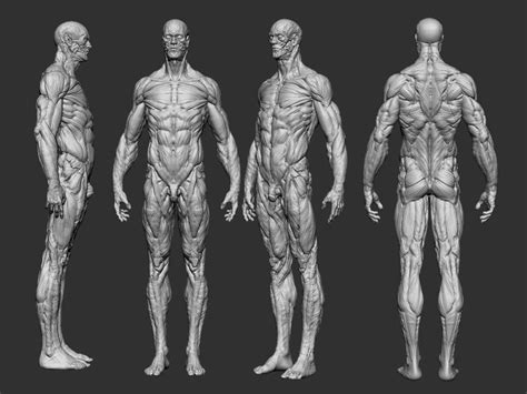 Human Body Anatomy 3d Model Free Download - Low-poly Male Body ...