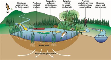 Functions of a Wetland – MyWaterEarth&Sky