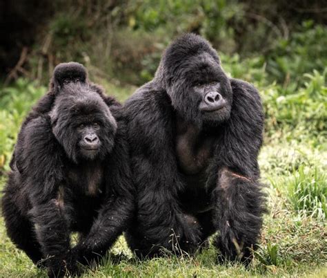 Mountain Gorilla Families in Bwindi Impenetrable National Park | Uganda