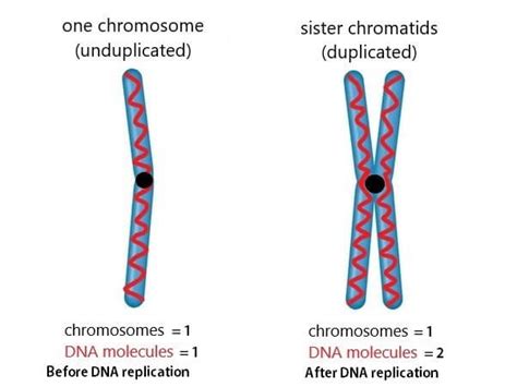 Chromosome: definition, structure, types, and composition - Javatpoint