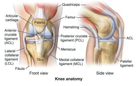 Take Care of Your Knees: Your Options After a Meniscus Injury ...