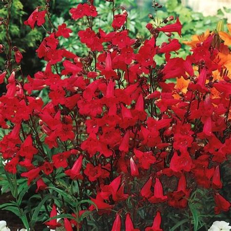 250 Red Firecracker Penstemon Seeds – Seed World