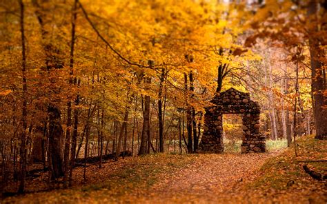 Fall Forest Wallpapers - Wallpaper Cave