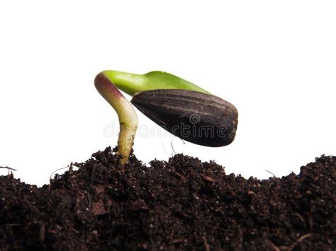 Sunflower seeds germination. Sunflower seed germinated in the ground on ...