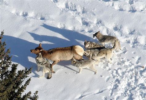 Reflecting on the 40 years since wolves reintroduced in Yellowstone ...