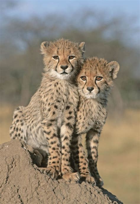 Adorable cheetah cubs destined to become playthings for Middle East ...