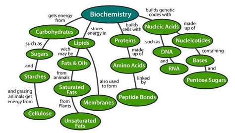 biomolecules flow chart - Brainly.ph