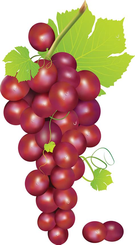 Grapes grape art on grape vines clip art free and clip art – Clipartix