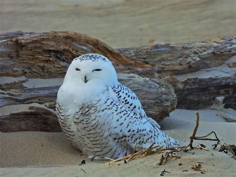 NH Winter: Snowy owls are a special find on the Seacoast | Winter Notes ...