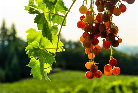 Vine Fruits And Vegetables