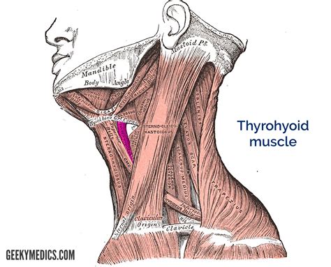 Suprahyoid and Infrahyoid Muscles | Hyoid Muscles | Geeky Medics