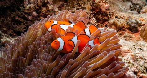 Animals of the Great Barrier Reef: Meet the Great Eight