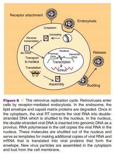 Retroviral Vectors - Viral Vectors for Gene Transfer