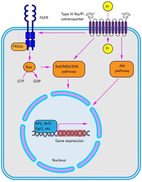 Signal Transduction Pathway Model | The Best Porn Website