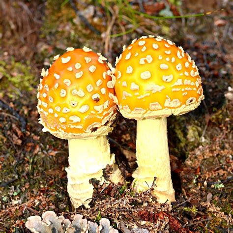 Poisonous Wild Mushrooms Identification