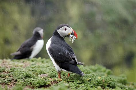 UK, England, Skomer, Atlantic puffin with prey stock photo