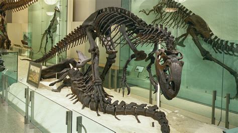 Allosaurus Fossil Cast | American Museum of Natural History