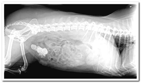 Kidney stone symptoms in dogs and treatment - Dogsis