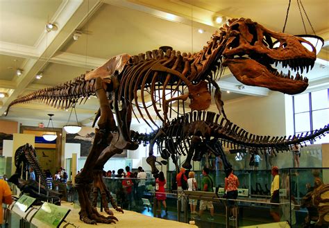 Here is a Tyrannosaurus rex at the American Museum of Natural History ...