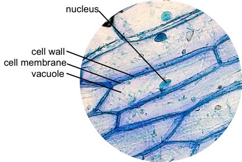 Plant Cell Nucleus Microscope