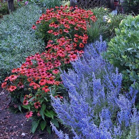 'Denim 'n Lace' Russian Sage | Perennials | Great Garden Plants