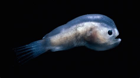 The bizarre deep-sea anglerfish's mating process - CGTN