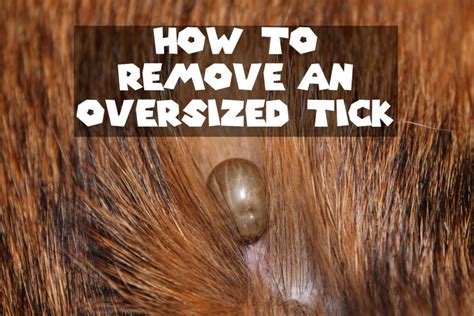 How to Remove an Oversized Tick From a Dog | Tick removal dog, Tick ...