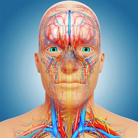 Head Anatomy Photograph by Pixologicstudio/science Photo Library - Pixels