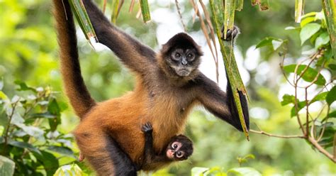 Spider Monkeys: 7 facts about this incredibly intelligent creature