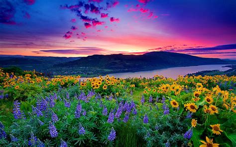 HD wallpaper: Nature Landscape Yellow Flowers And Blue Mountain Lake ...