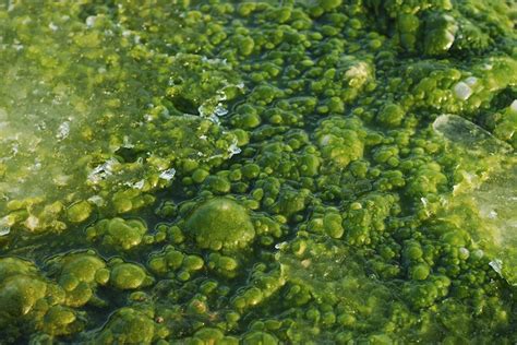 What Are Algae? | Live Science