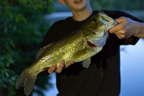 Cloudy & Overcast Days: Is the Bass Fishing Good? (+7 Tips ...