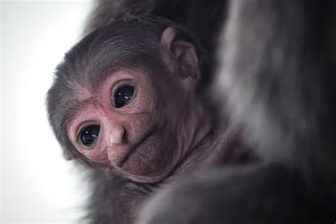 Extremely rare silvery gibbon born at Isle of Man wildlife park | The ...