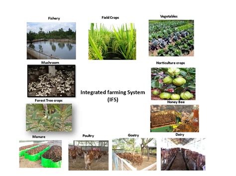 Integrated farming system for sustainable agriculture — Vikaspedia