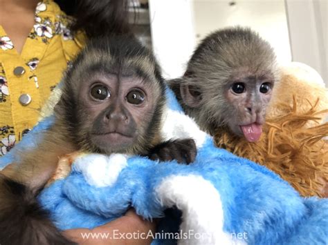 BABY CAPUCHIN MONKEYS FOR SALE !! WE ARE THE EXPERTS. FINANCING ...