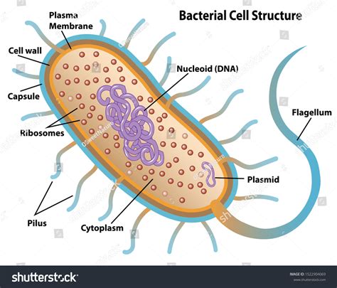 Bacterial Cell Under Microscope Labeled