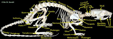 BIO370-Mammal Skeleton