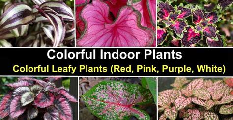 Colorful Indoor Plants: Colorful Leafy Plants (Red, Pink, Purple, White)