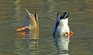 Diver Ducks - Waterfowl Hunting