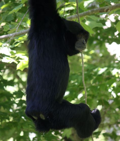 Definitive Guide To Siamang Facts, Habitat, Conservation Status, Zoo ...