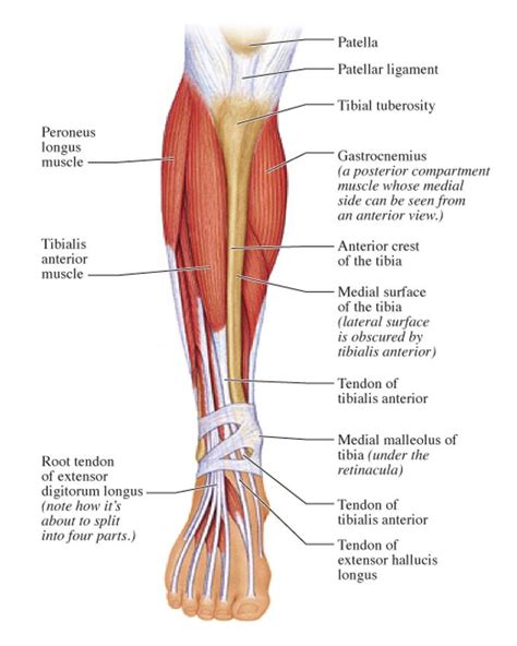 Posterior Calf Anatomy Muscles Of The Lower Leg Diagram Calf Muscles ...