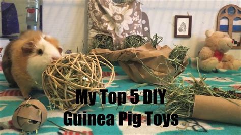 10 Diy Guinea Pig Toys | sealmech.com